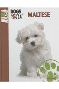 Maltese