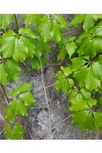 School Composition Book Springtime Vine Leaves