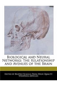Biological and Neural Networks