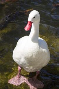 White Duck Wading in the Water Journal