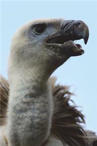 White-Headed Vulture Checking You Out Journal