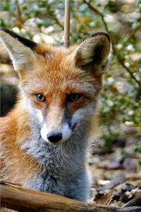 Inquisitive Red Fox Animal Journal