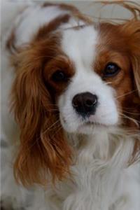 Cavalier King Charles Spaniel with a Sweet Face Dog Pet Journal