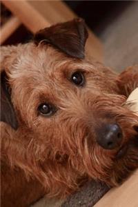Irish Terrier Relaxing Inside Journal