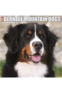 Just Bernese Mountain Dog 2019 Wall Calendar (Dog Breed Calendar)