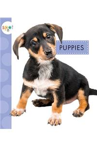 Puppies