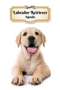 2020 Labrador Retriever Agenda