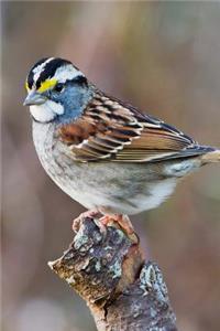 White-Throated Sparrow (Zonotrichia Albicollis) Bird Journal