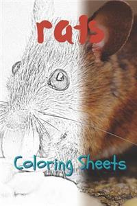 Rat Coloring Sheets