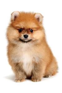 Pomeranian Notebook & Journal. Productivity Work Planner & Idea Notepad