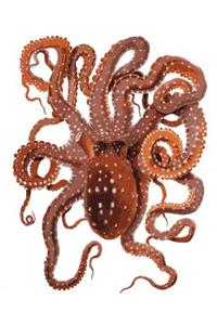 Octopus Bullet Journal