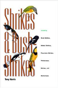 Shrikes and Bush-Shrikes