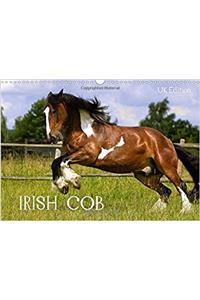 Irish Cob 2017