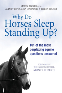 Why Do Horses Sleep Standing Up?