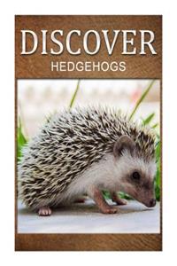 Hedge Hogs - Discover