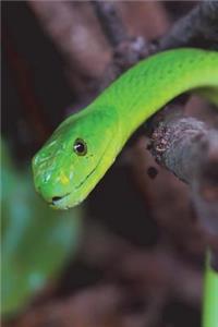 Green Mamba Snake Journal
