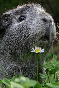 Say Hello to the Guinea Pig Journal