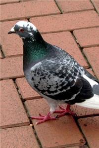 Spotted Dove Journal