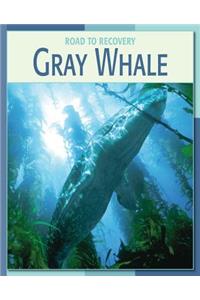 Gray Whale