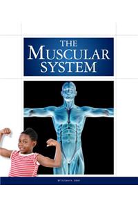 The Muscular System