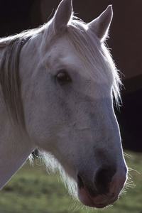 2020 Daily Planner Horse Photo Equine White Horsehead 388 Pages