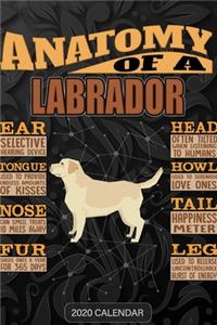 Anatomy Of A Labrador Retriever