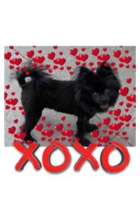 Valentine's all Love xoxo Pomeranian creative blank journal