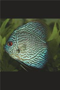 Blue Discus Symphysodon Aequifasciata Journal