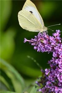 Gonepteryx Rhamni Common Brimstone Butterfly Journal
