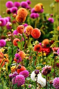 A Field of Dahlia Flowers Journal