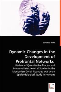 Dynamic Changes in the Development of Prefrontal Networks