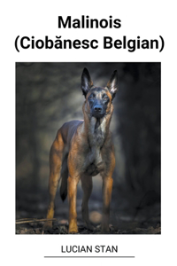 Malinois (Ciob&#259;nesc Belgian)