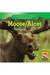 Moose / Alces