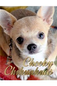 Cheeky Chihuahuas