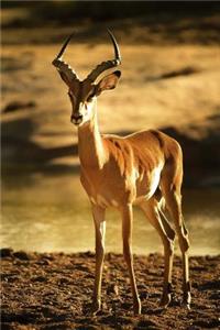 Impala Antelope Journal