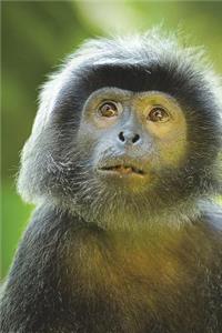 Javan Langur Monkey Journal