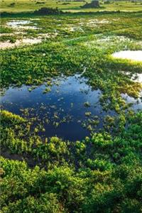 Stunning Wetland Landscape in Pantanal Brazil