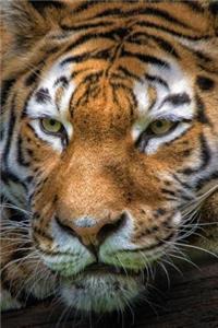 Tiger's Eyes Any Day Planner Notebook