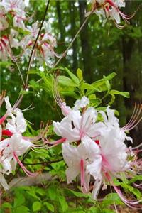 White Summer Blooms Journal