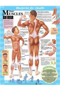 Blueprint for Health Your Muscles Chart