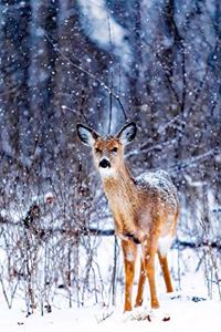 Deer in the Snow Journal