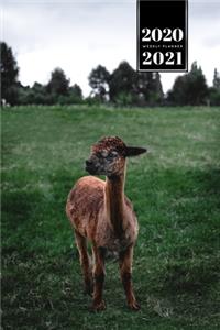 Llama Alpaca Vicuna Guanaco Week Planner Weekly Organizer Calendar 2020 / 2021 - Little one on Meadow