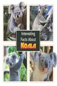 Interesting Facts About Koala