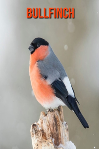 Bullfinch