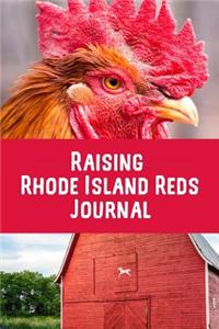 Raising Rhode Island Reds Journal