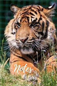 Tiger Journal