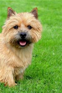 Norwich Terrier