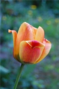 Beautiful Single Tulip Flower Netherlands Journal