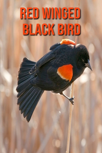 Red Winged Black Bird: Amazing Facts about Red Winged Black Bird