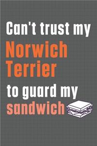Can't trust my Norwich Terrier to guard my sandwich